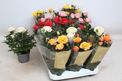 Rosa Kordana Grande Mix 10Ø 27cm