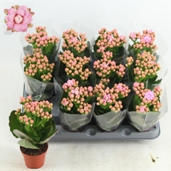 Kalanchoe Double More Flowers Lillian 6Ø 16cm