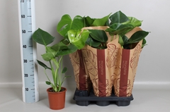 Monstera Deliciosa 13Ø 50cm