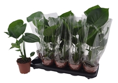 Monstera Deliciosa 12Ø 40cm