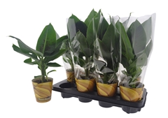 Musa Tropicana 12Ø 45cm