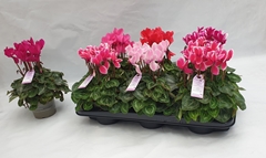 Cyclamen Midi Super Serie Macro 12Ø 30cm