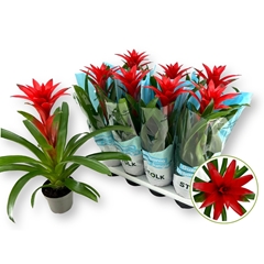 Guzmania Calypso 14Ø 50cm