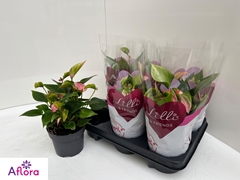 Anthurium Matata 12Ø 24cm