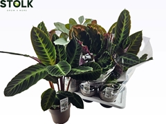 Calathea Mixed 4 Varietys 17Ø 75cm