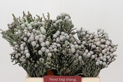 Brunia Silver 40cm
