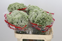 Ammi Visnaga Casablanca 75cm