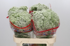 Ammi Visnaga Casablanca 80cm