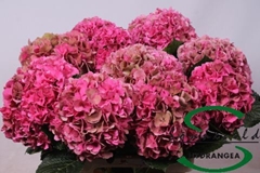 Hydrangea Glowing Alps Classic 75cm 15-17cm Hd