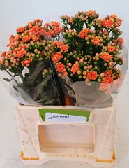 Kalanchoe Flaming Orange Meadow 40cm