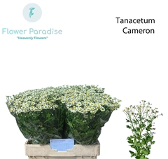 Tanacetum Parthenium Cameron 60cm