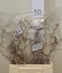 Corylus Contorta 40cm 2-year