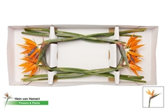 Strelitzia Reginae Flower 85cm 20cm