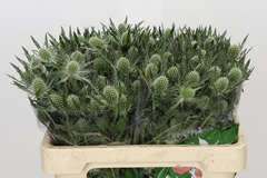 Eryngium Magical White Lagoon 50cm