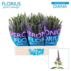 Veronica Smart Diana 60cm