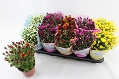 Chrysanth Milkshake Mix 12Ø 23cm