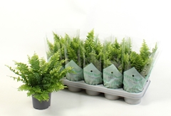 Nephrolepis Green Moment 12Ø 35cm