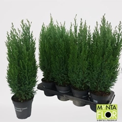 Chamaecyparis Ellwoodii 13Ø 45cm