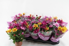Chrysanth Mix 12Ø 26cm