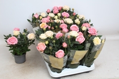 Rosa Kordana Grande Mix 10Ø 25cm