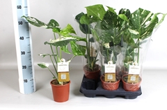 Monstera Deliciosa Thai Constellation 13Ø 55cm
