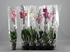Phalaenopsis Mix 5 Colours 12Ø 55cm 1st