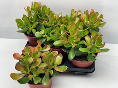 Crassula Ovata 15Ø 15cm