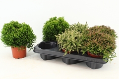 Rhipsalis Mix 10Ø 15cm