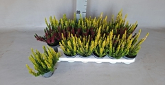 Calluna Beauty Ladies Mix 9Ø 20cm