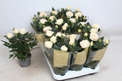 Rosa Belami Grande 10Ø 25cm