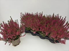 Calluna Garden Girls Franca 12Ø 23cm