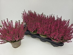 Callu Paula 12Ø 23cm