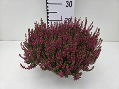 Calluna Garden Girls Franca 23Ø 25cm