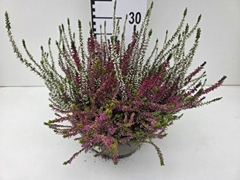 Calluna Garden Girls Trio Girls 23Ø 30cm