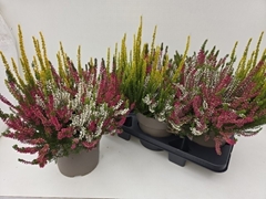 Calluna Garden Girls Trio Girls 19Ø 35cm