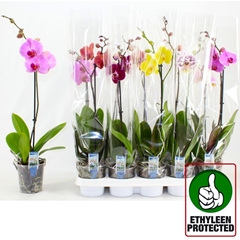 Phalaenopsis Mix 6 Colours 12Ø 60cm 1st