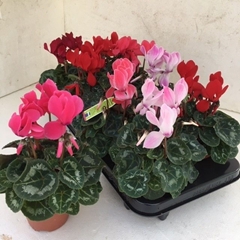 Cyclamen Super Serie Allure 10Ø 27cm