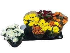 Chrysanth Double Mix 15Ø 30cm