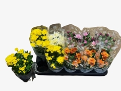 Chrysanth Double Mix 12Ø 24cm