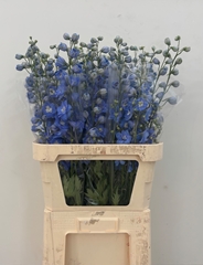 Delphinium Double Centurion Skyblue 90cm