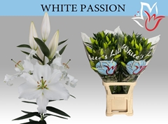 Lily Oriental White Passion 95cm 5+