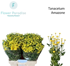 Tanacetum Amazone 65cm