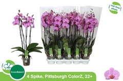 Phalaenopsis Pittsburgh 12Ø 65cm 4st