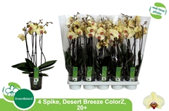 Phalaenopsis Desert Breeze 12Ø 55cm 4st
