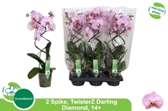 Phalaenopsis TwisterZ 12Ø 50cm 2st