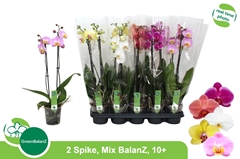 Phalaenopsis Mix 5 Colours 12Ø 55cm 2st