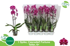 Phalaenopsis Cascade 12Ø 55cm 1st
