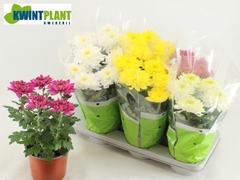 Chrysanth Zembla Mix 15Ø 30cm