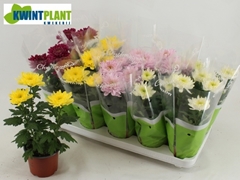 Chrysanth Zembla Mix 12Ø 30cm