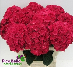 Hydrangea Rubyred 80cm 16-18cm Hd